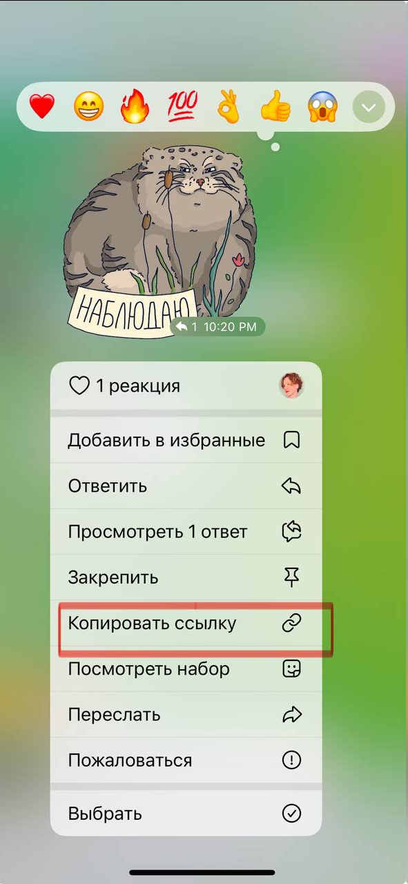 Источник: скриншот группы в Telegram на Iphone манул тг канал московского зоопарка
