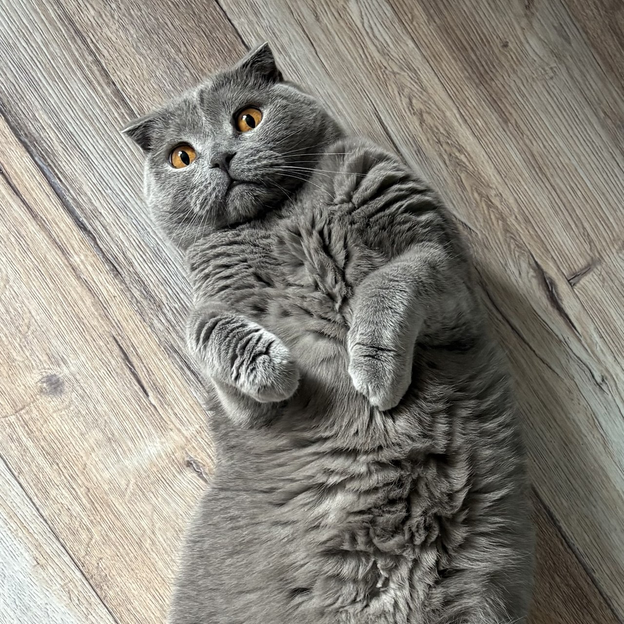 фото котика нейросеть